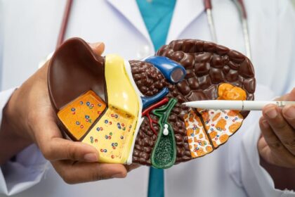 Les différentes fonction du foie